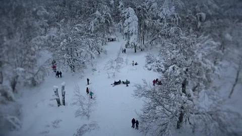 Winter fun in the snowy forest Stock Footage 101460208