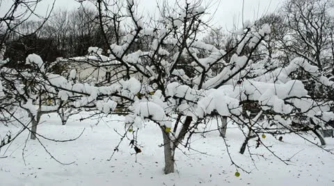 Winter garden apple tree branch fruits covered snow hang Stock Footage 22184280
