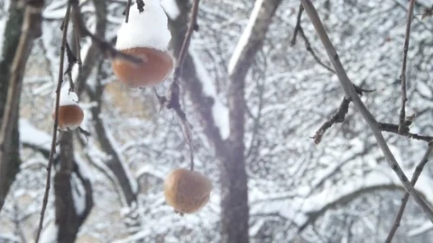 Winter garden apple tree branch and fruit cover with snow hang Stock Footage 72353656