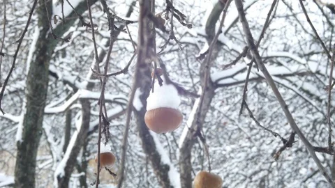 Winter garden apple tree branch and fruit cover with snow hang Vidéo 72451532