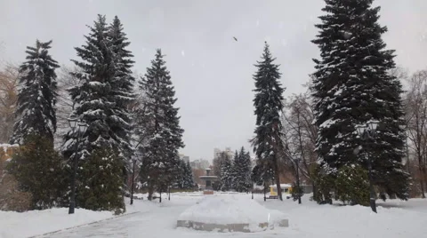Winter garden. Christmas Tree. Video stock 43007360
