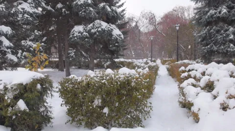 Winter garden. Christmas Tree. Video stock 43007631