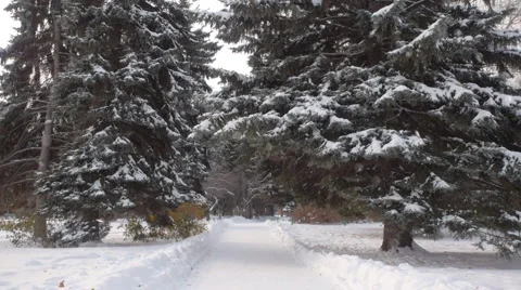 Winter garden. Christmas Tree. Video stock 43007747