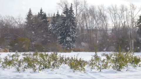 Winter garden. Christmas Tree. Stock Footage 43007972