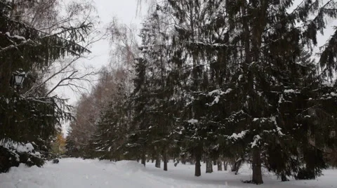 Winter garden. Christmas Tree. Stock Footage 43008142