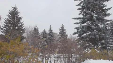 Winter garden. Christmas Tree. Stock Footage 43008637