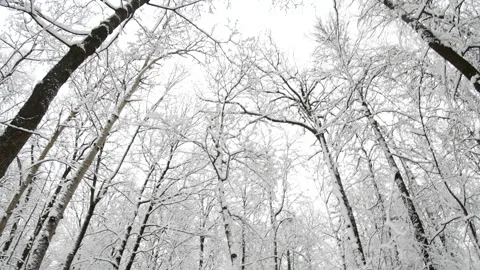 Winter garden covered with the first snow. Vertical panorama and twirler. Stock Footage 294098365