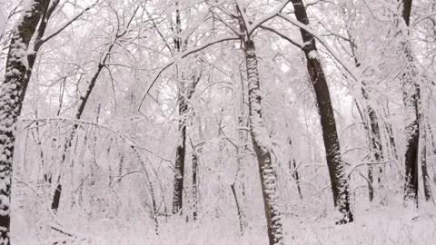 Winter garden covered with the white snow. Stock Footage 295228448