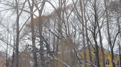 Winter garden. Doves fly from tree branches. 스톡 동영상 43009193