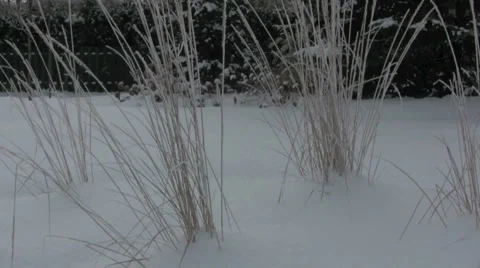 Winter Garden Stock Footage 991147