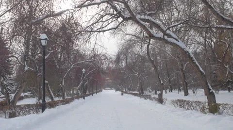 Winter garden. Stock Footage 43007777