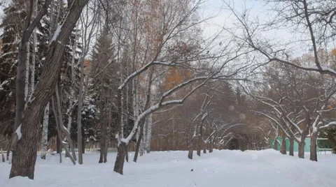 Winter garden. Stock Footage 43008173