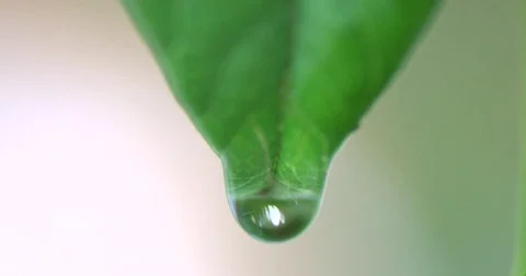 Winter Garden Stock Footage 72500728