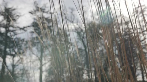 WInter Garden in the Low Sunlight Compilation Vídeo Stock 229895663