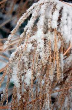 Winter in garden Stock Photos