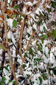 Winter in garden Stock-Fotos