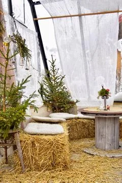 Winter garden. Stock Photos