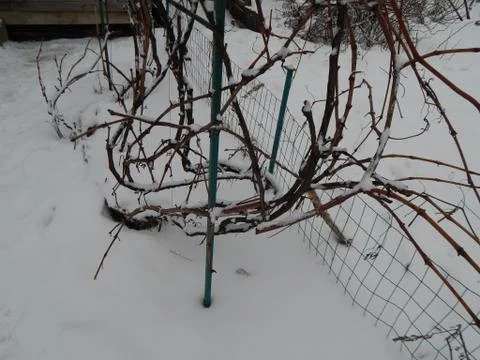 Winter garden on a plot of land trees 스톡 사진