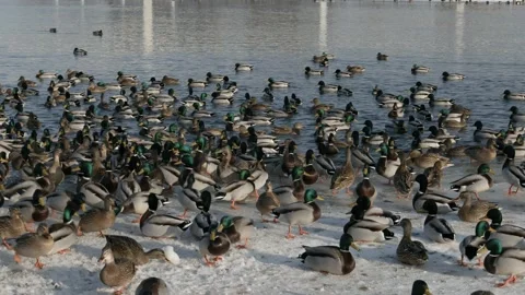 Winter Gathering of Mallards on a River Vidéo 327235105
