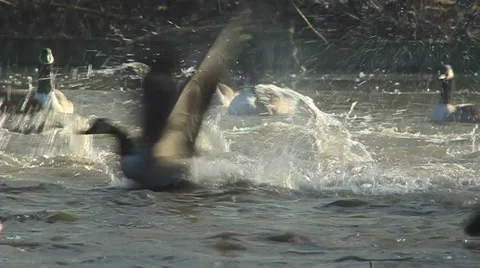 Winter geese fly and splash on a lake 動画素材 56484834