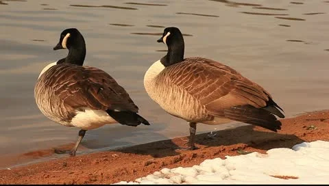 Winter geese Stock-Footage 11123189