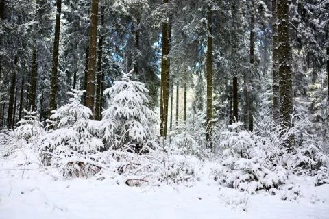 Winter in germany forest. Stock Photos