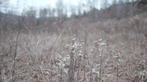 Winter Gloomy Forest - 2 库存影片 112664442