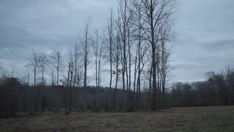 Winter Gloomy Forest - 3 库存影片 112664359