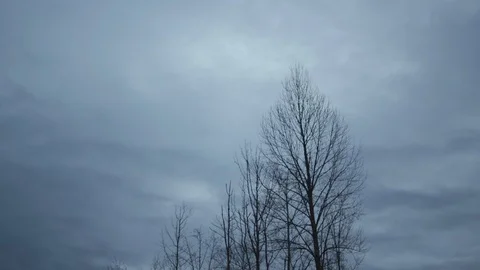 Winter Gloomy Forest - 4 库存影片 112664397