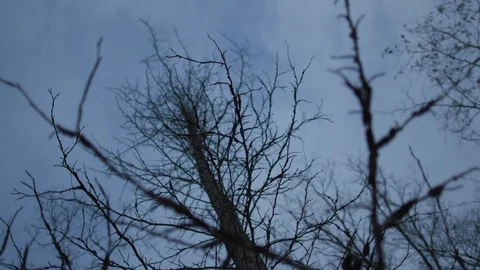 Winter Gloomy Forest - 6 库存影片 112664458