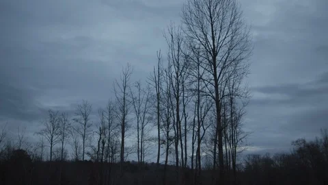 Winter Gloomy Forest - 7 库存影片 112664461