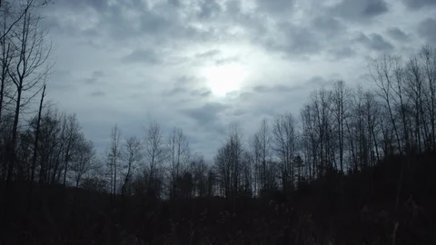 Winter Gloomy Forest 库存影片 112664805