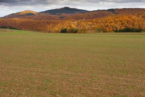 Winter grain on field in fall Stock Photos