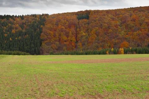 Winter grain on field in fall Foto stock
