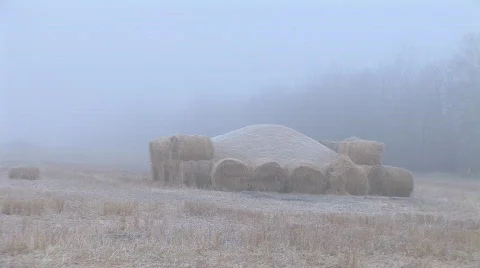 Winter Grain Stock Footage