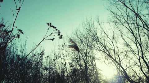 Winter Grass 1 Stock Footage 46801809