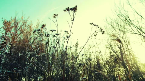 Winter Grass 2 Stock Footage 46802060