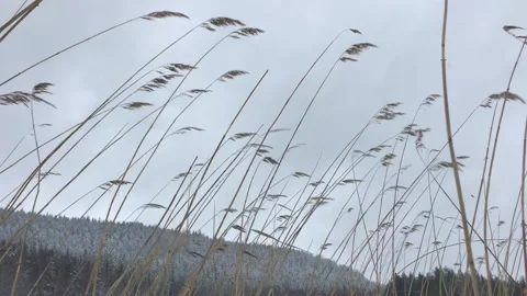 Winter Grass Blowing in Strong Wind Stock Footage 315646624