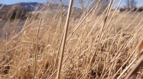 Winter Grass Blowing in Wind Stock Footage 21257148