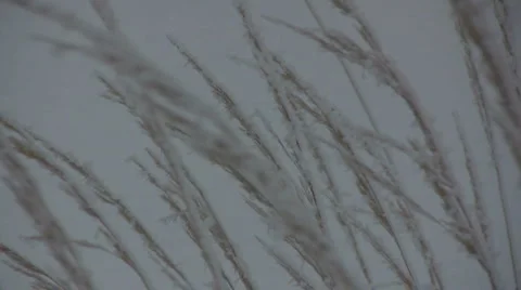 Winter Grass Closeup Stock Footage 991085