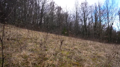 Winter Grass Field With Forest in Background Video stock 328876597