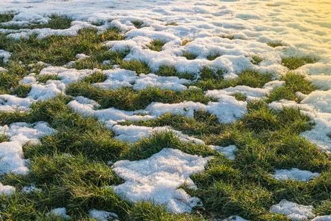 Winter grass field with snow texture, green blades poking through white patch Stock Photos