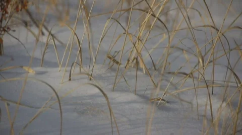 Winter grass Stock Footage 568367