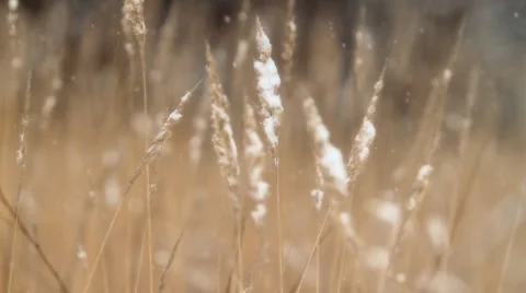 Winter grass. Видео 1052358
