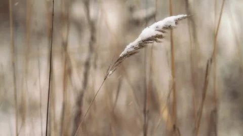 Winter grass. Stock Footage 1068085