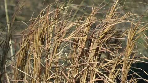 Winter grass Stock Footage 10591872