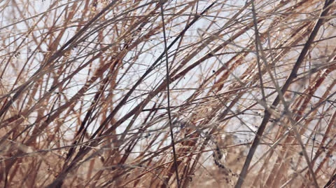 Winter grass Video stock 23673538