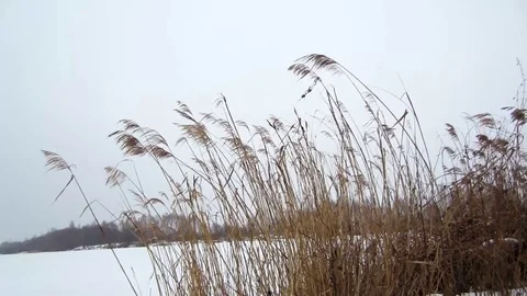 Winter grass 스톡 동영상 73591381