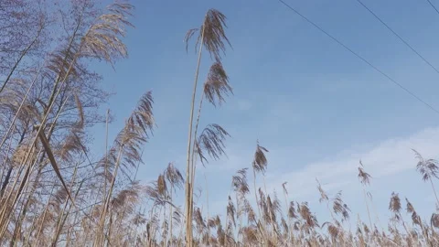 Winter grass Stock-Footage 149218207