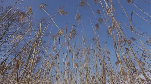Winter grass Stock Footage 149218225